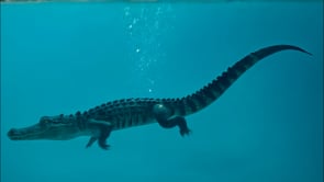 Alligator Beer